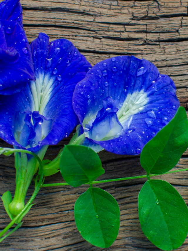 butterfly pea flower7