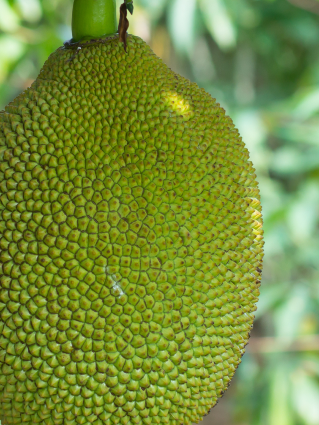 jack fruit 8